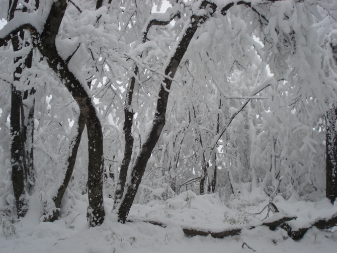 9峨眉山的雪景1.jpg