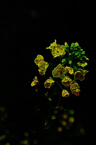 菜花.jpg