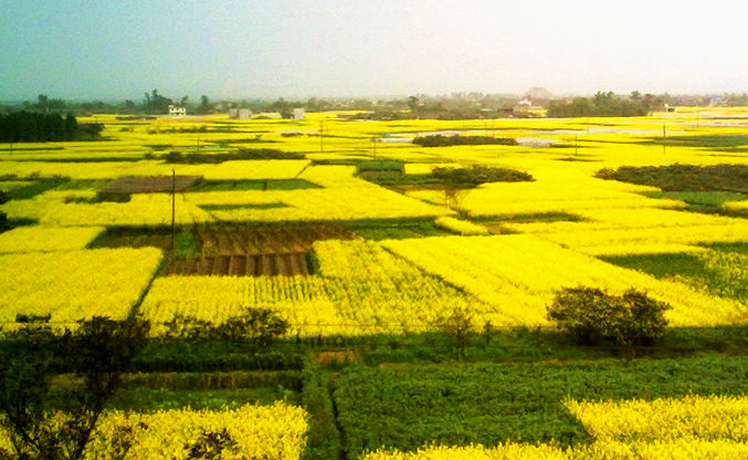油菜花.jpg