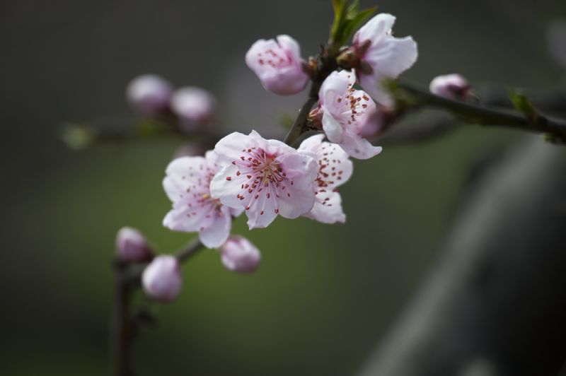 普兴桃花0