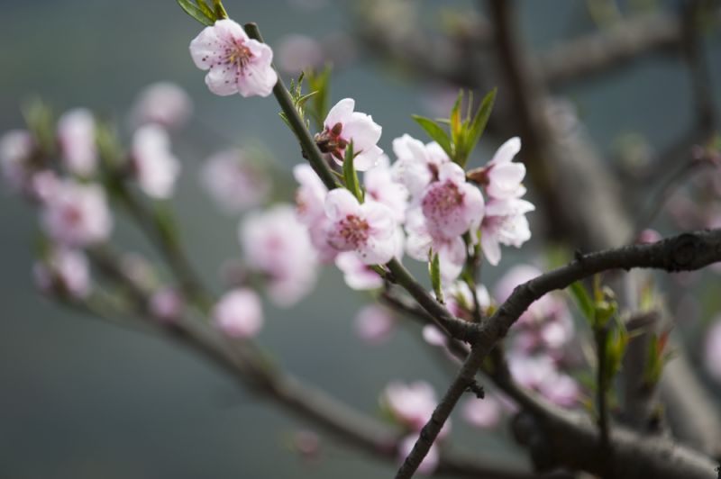 普兴桃花7