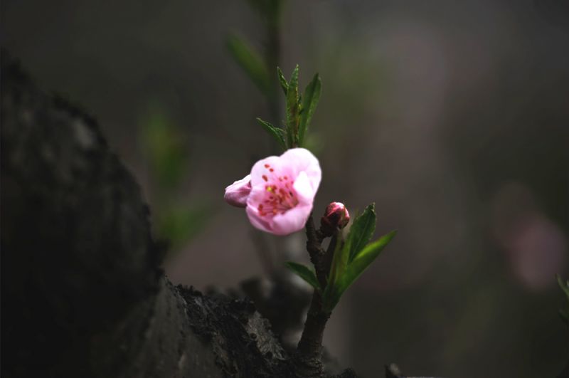 普兴桃花6