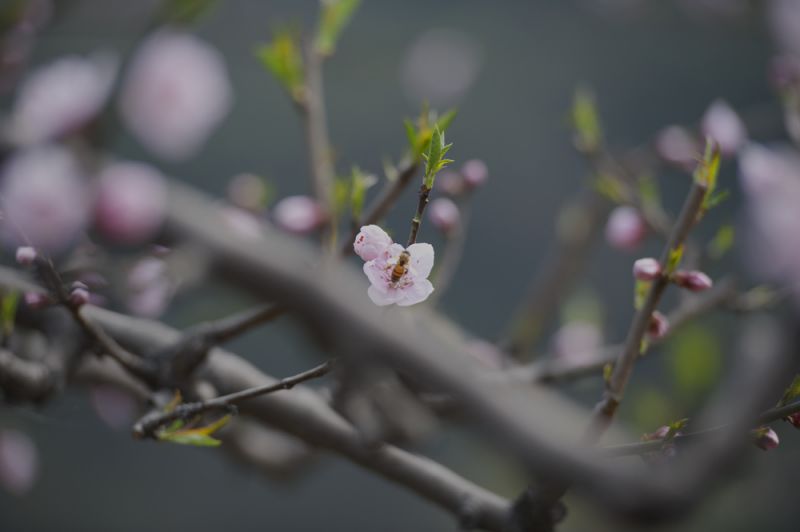 普兴桃花5