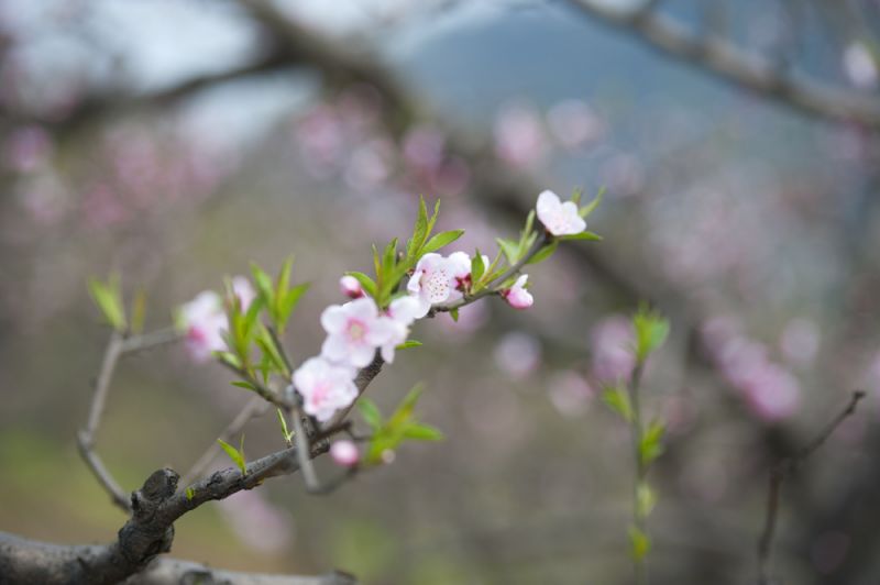 普兴桃花1