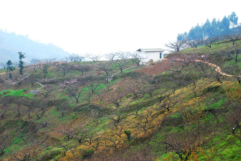 含苞待放的桃花园.jpg