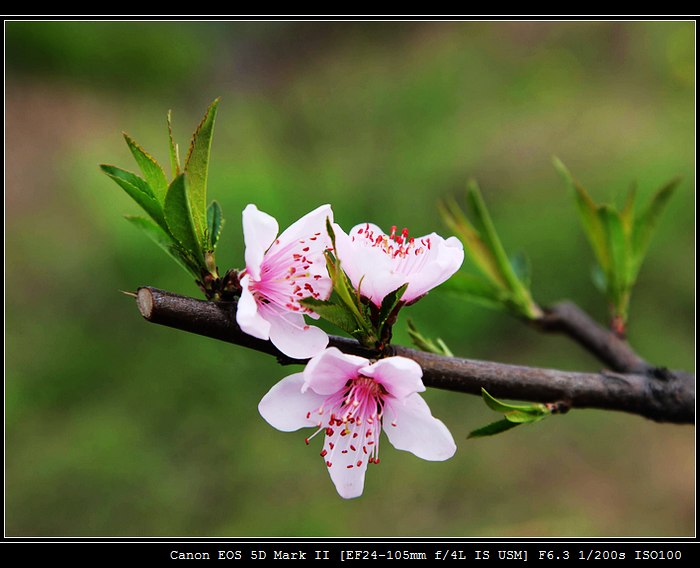 桃花2.jpg