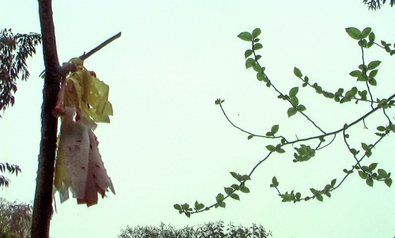 PIC_0403.jpg