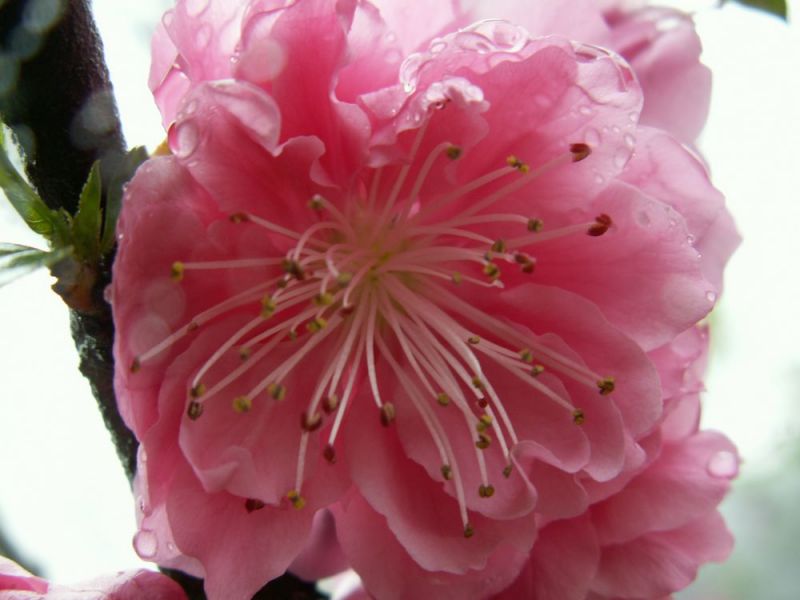 桃花1