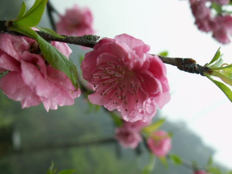 桃花