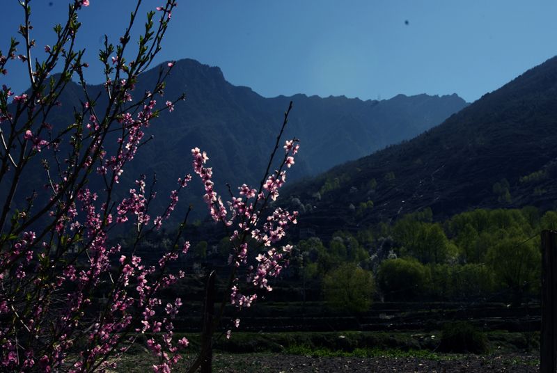 3.路上几支桃花.JPG