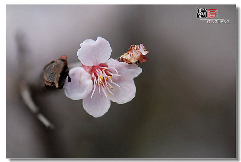 dsc_8370_副本.jpg