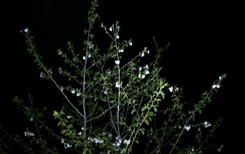 PIC_0633.jpg