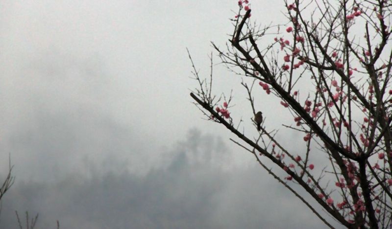 雾中小鸟.jpg