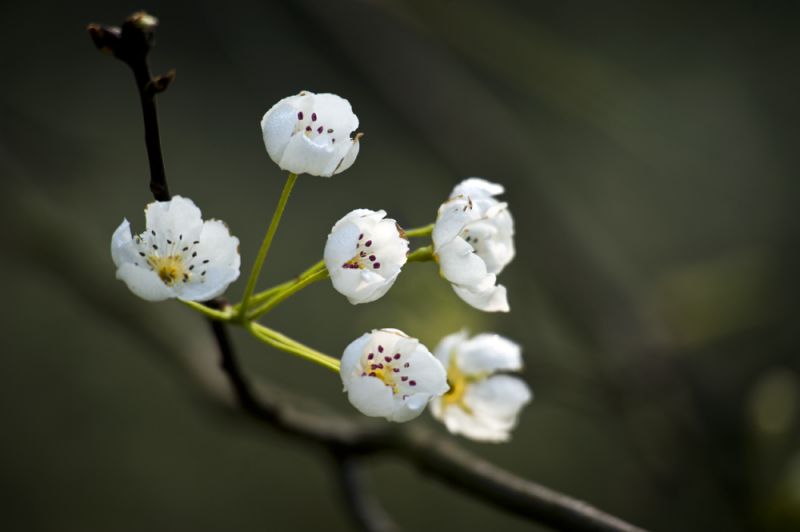 梨花1