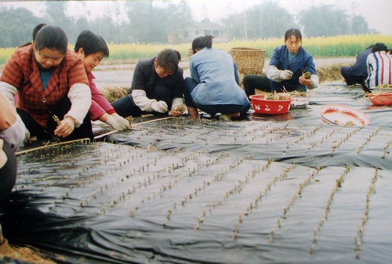 栽擦茉莉花——摄于梧凤乡.jpg