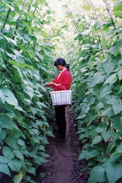 收四季豆——摄于甘江吉祥村.jpg