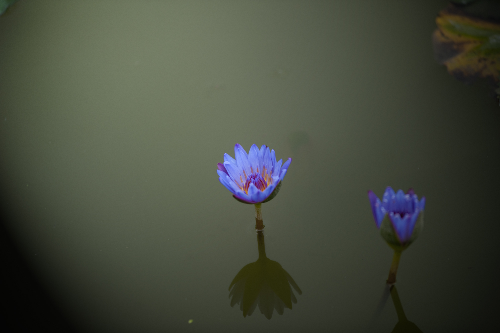 DSC_4179.jpg