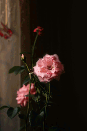 IMG_1867aa.gif