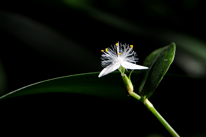 DSC_0652.jpg
