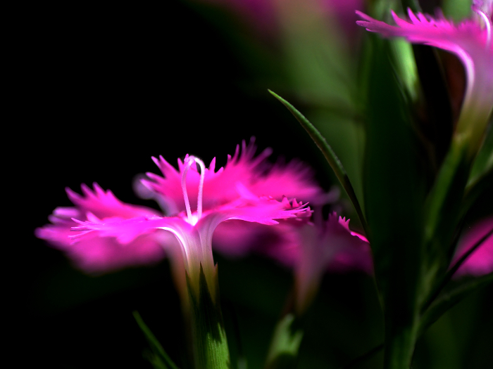 DSC_0729.jpg