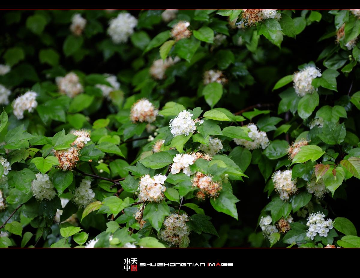 DSC_7690.jpg