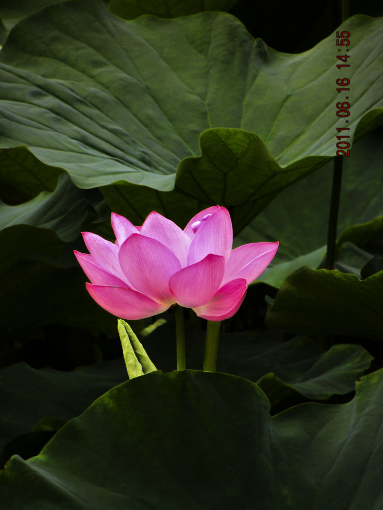 “DSCN3903”为智能对象-1.jpg