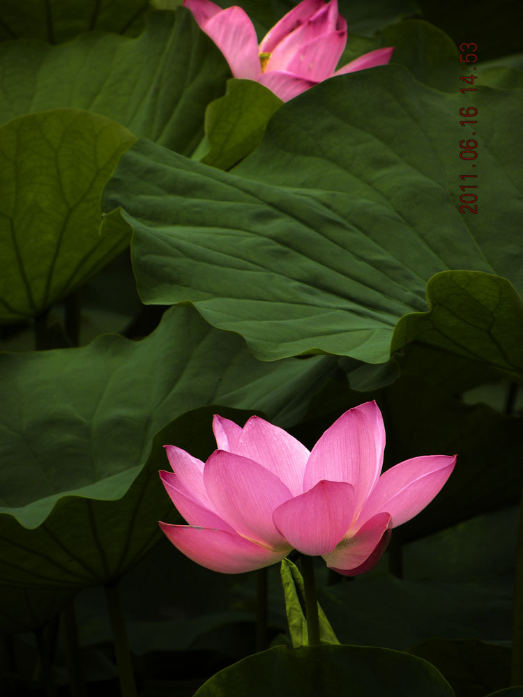 DSCN3901.jpg