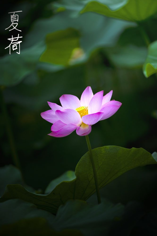 DSC_4434.jpg