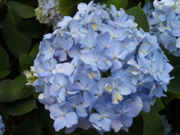 这是什么花？.jpg