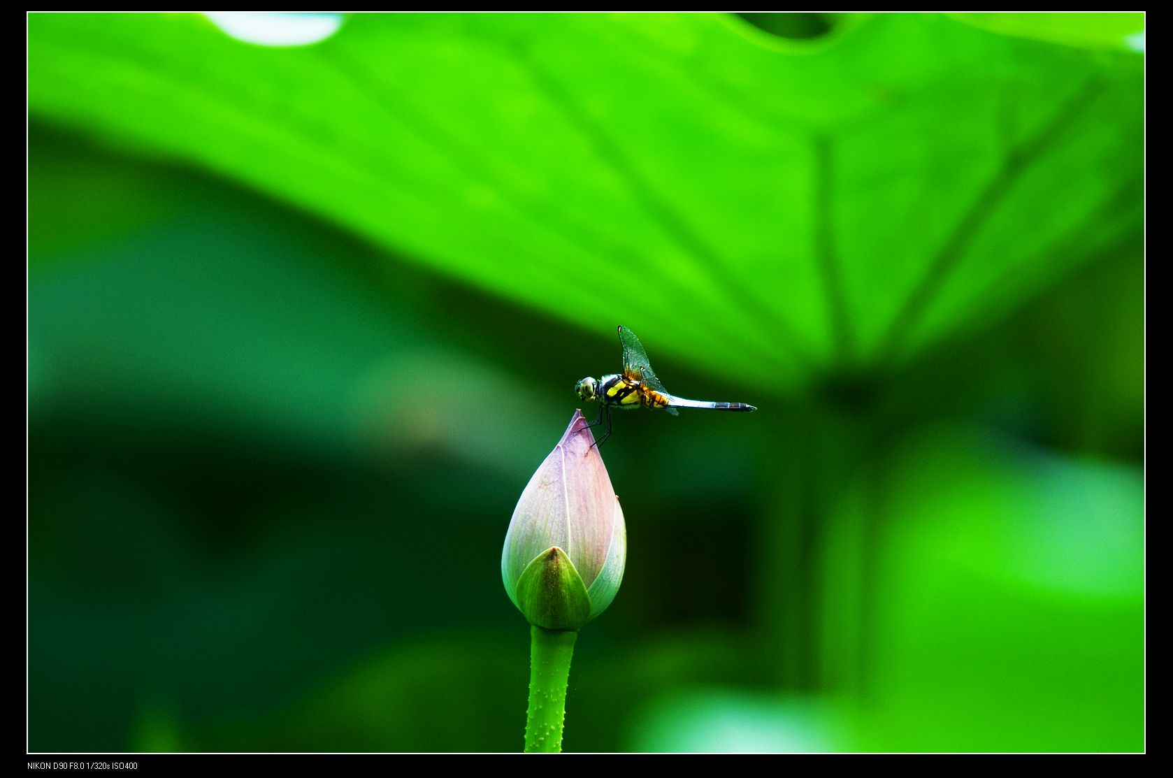 nEO_IMG_DSC_5398.jpg