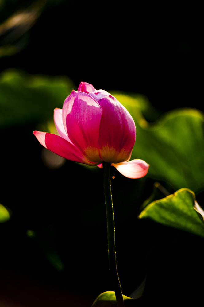 DSC_4391.jpg