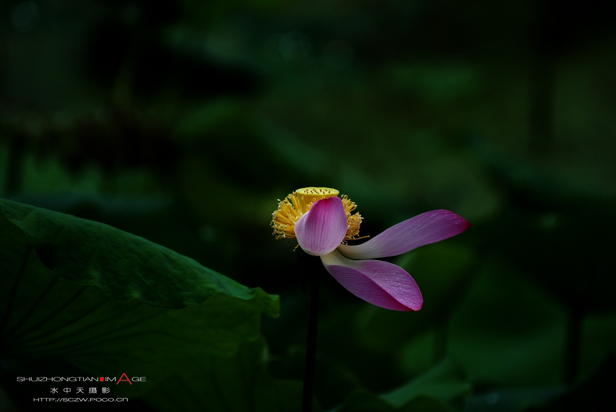 DSC_2064.jpg