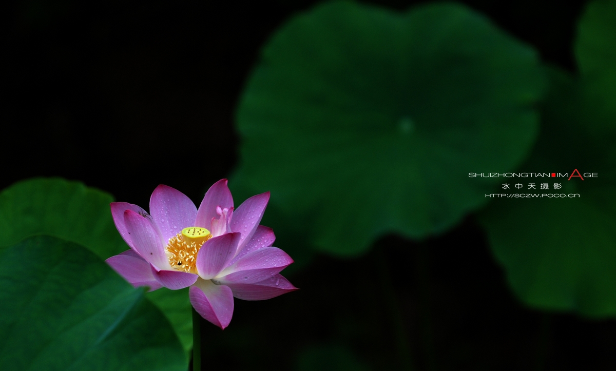 DSC_2286.jpg