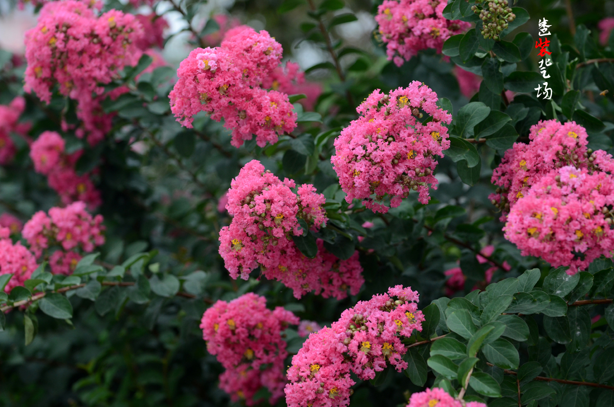 DSC_9451.jpg