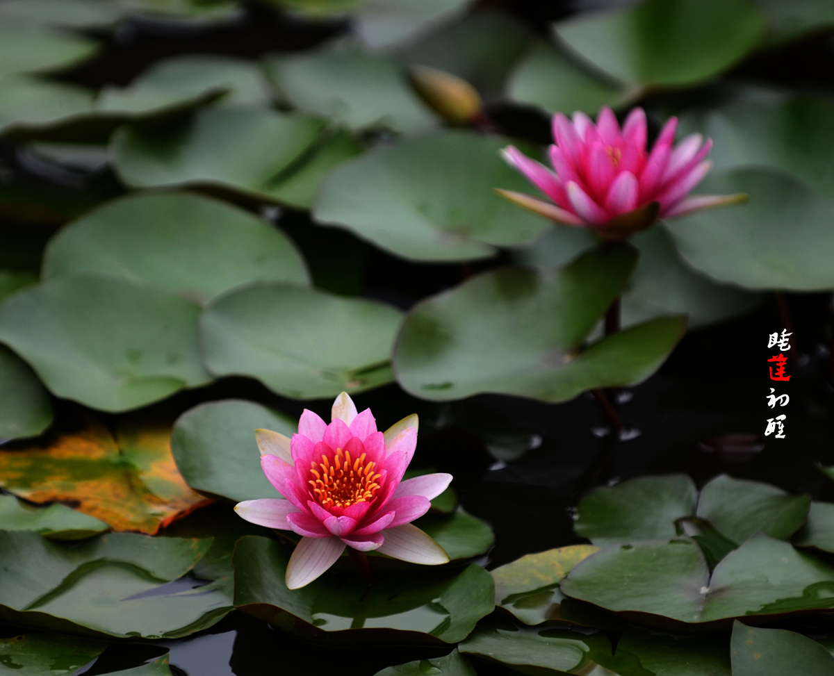 DSC_9473.jpg