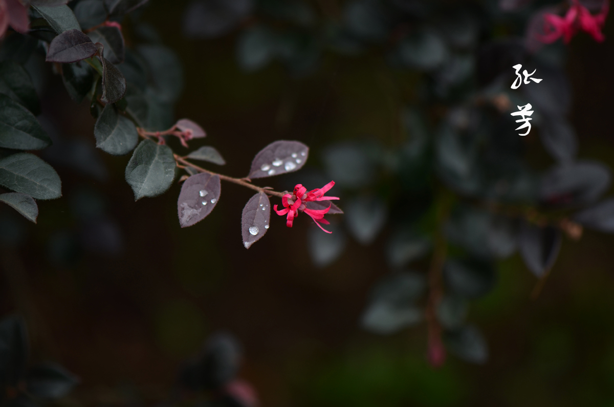 DSC_9506.jpg