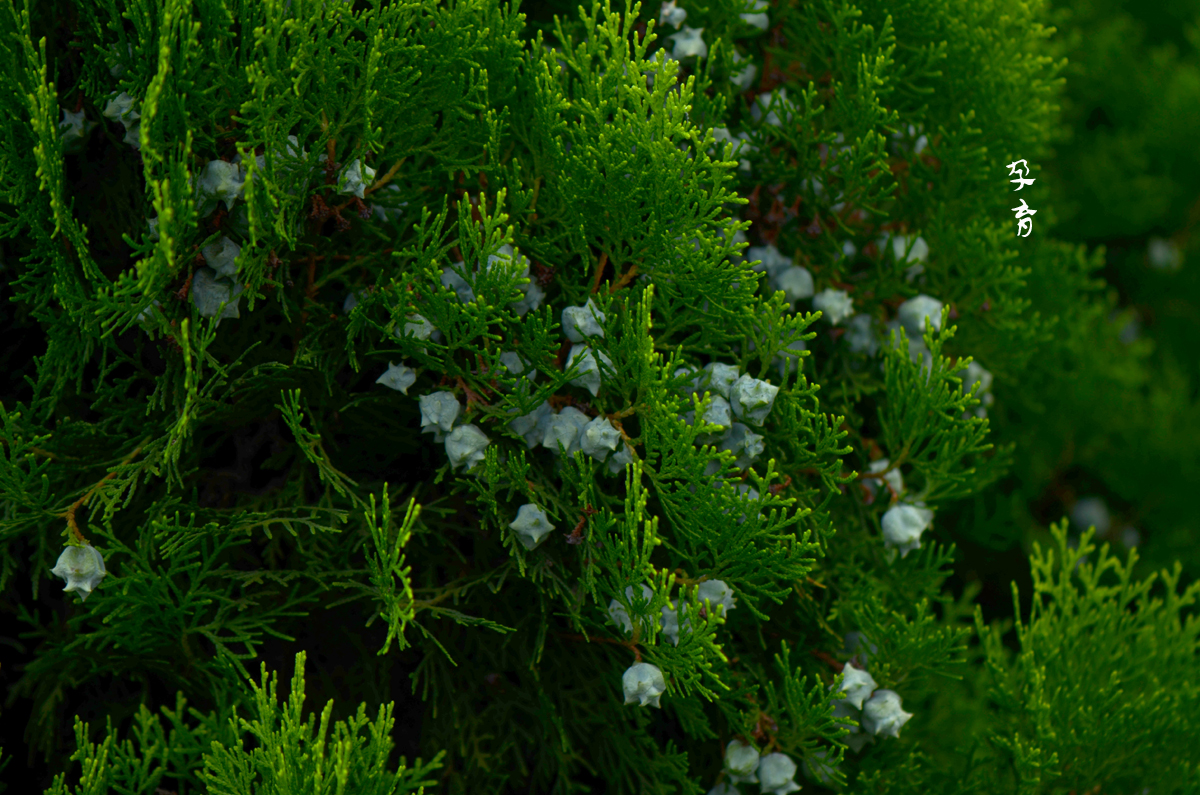 DSC_9515.jpg