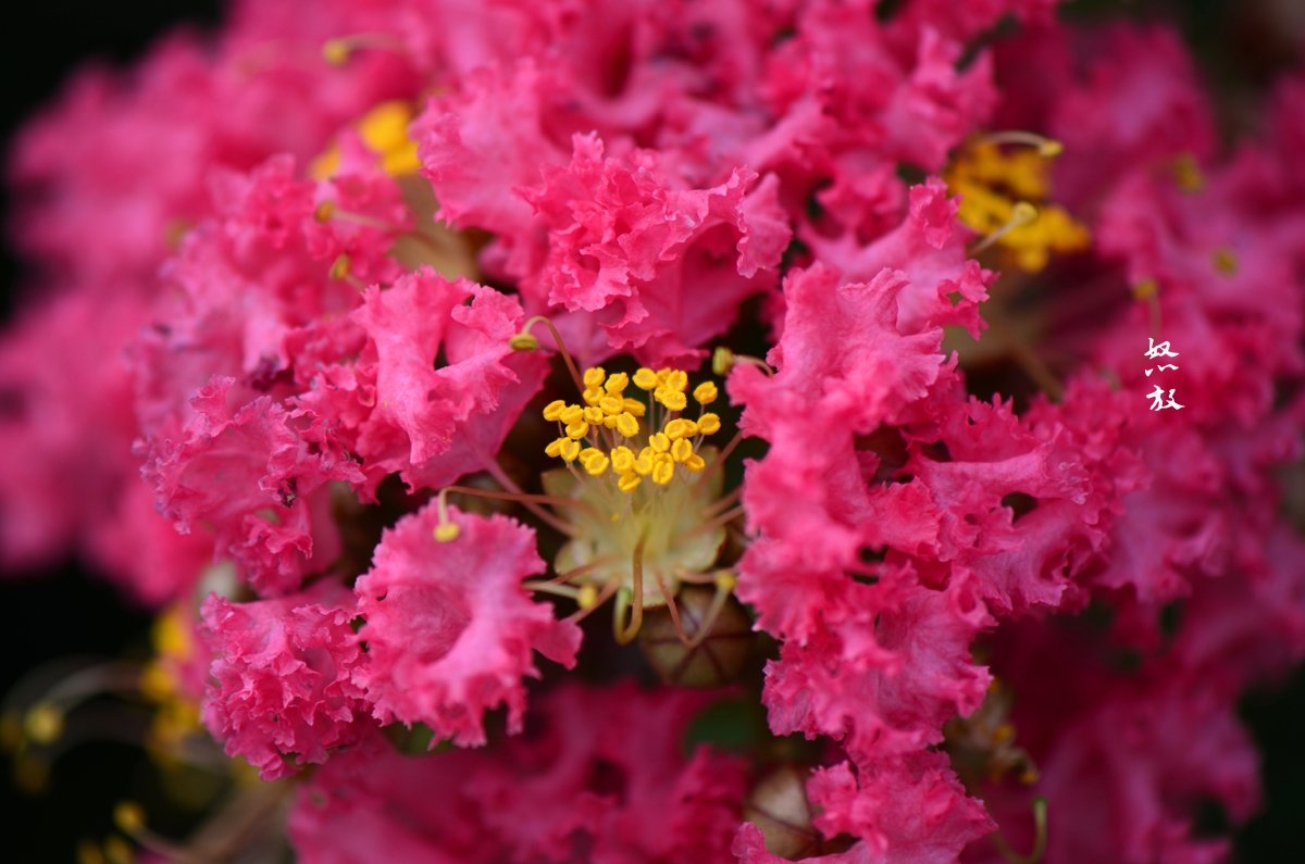 DSC_9520.jpg