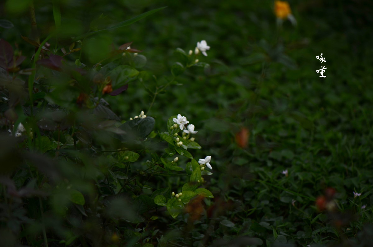 DSC_9535.jpg
