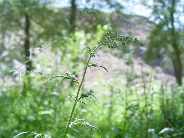 DSC08130.jpg