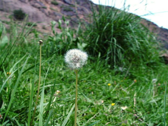 DSC08162.jpg
