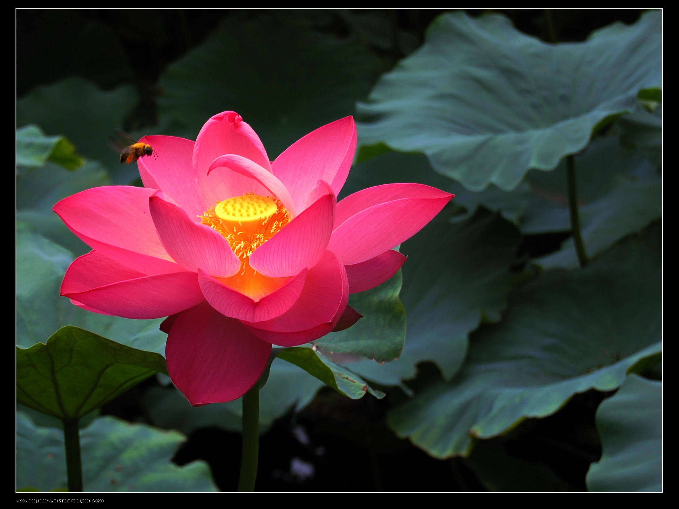 荷　花1.jpg
