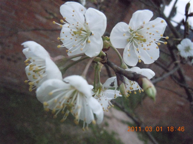樱桃花