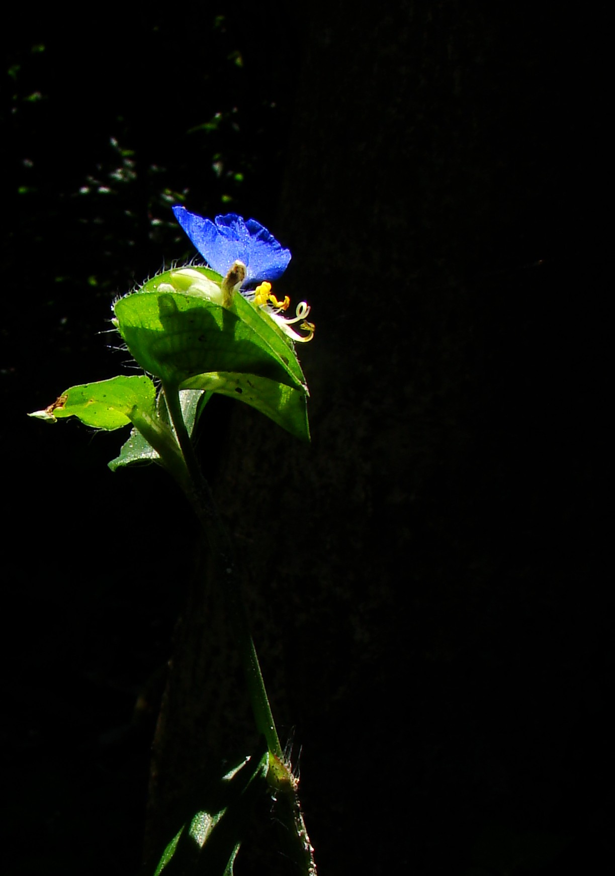 DSC03956_conew1.jpg