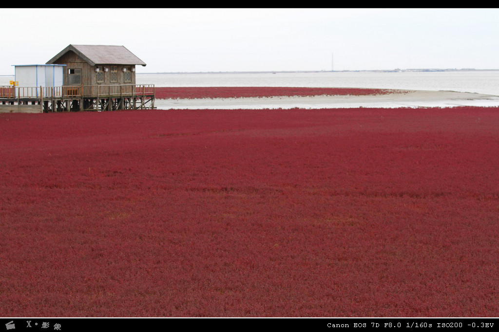 红海滩 (1).jpg