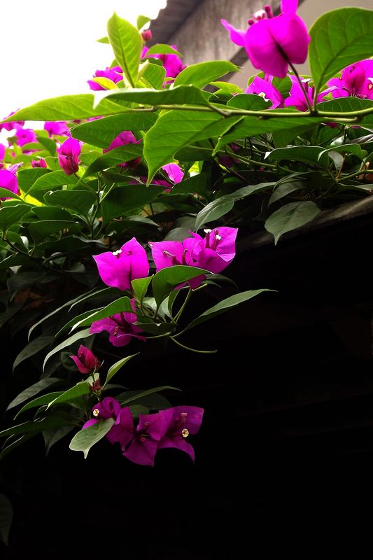 DSCF2868.jpg