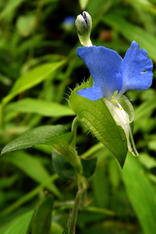 DSCF2977.jpg