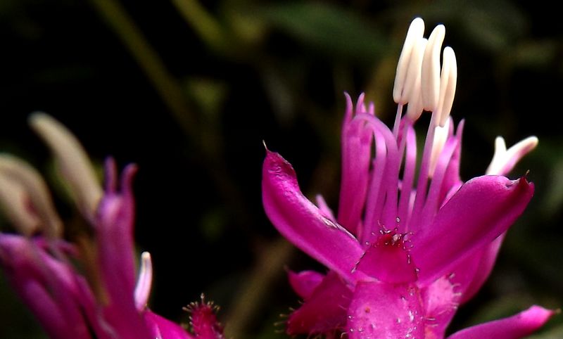 DSCF2991.jpg