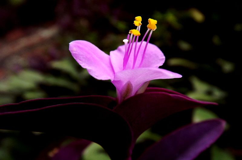 DSCF3136.jpg