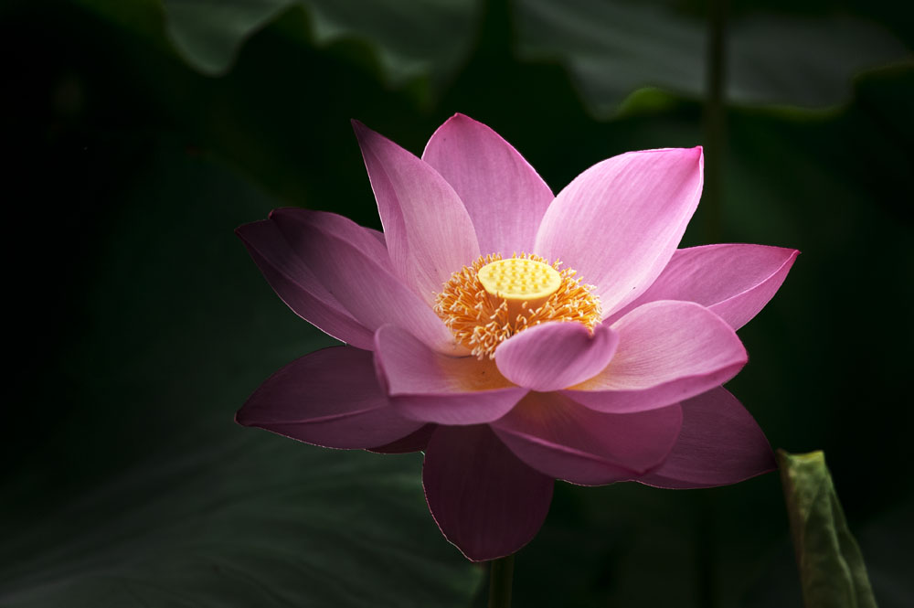 DSC_4552.jpg